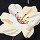 https://img.ltwebstatic.com/v4/j/pi/2025/05/19/0c/17476219111e93ebb8df09cc907adff381b396bac7.jpg