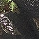 https://img.ltwebstatic.com/images3_pi/2025/03/01/60/1740789815e2dde4ab91a025ae5f1d9e296b2548fc.jpg